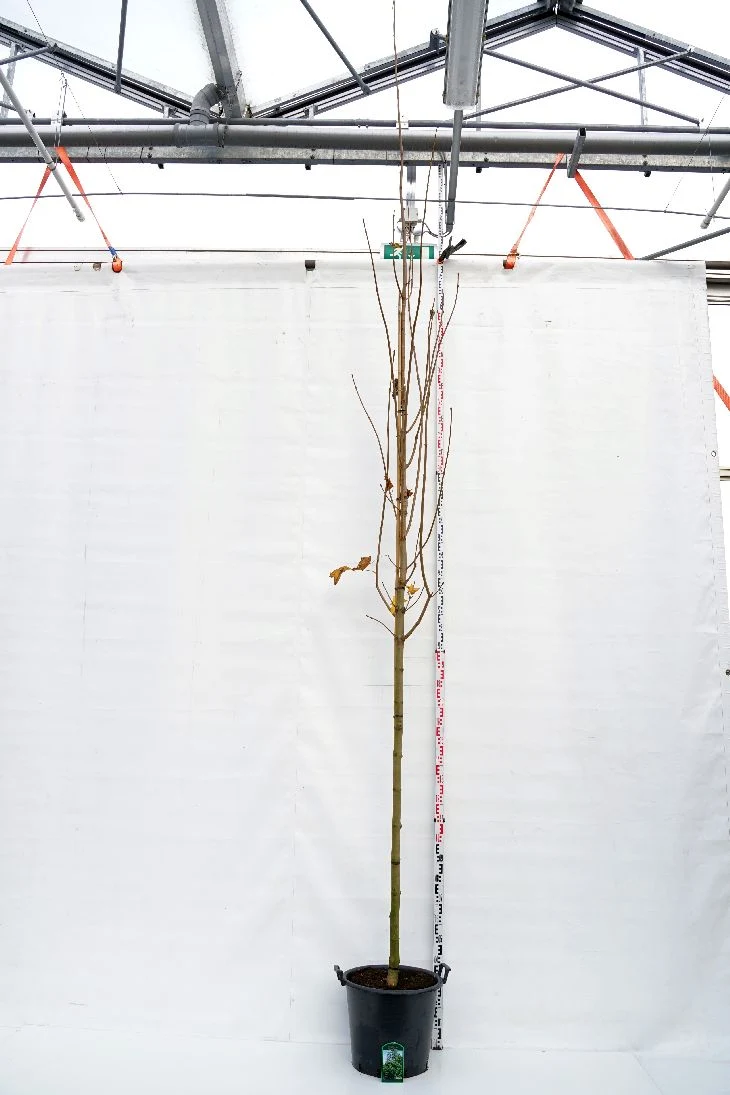 Acer platanoides 'Emerald Queen' 12-14 cm högstam C50 (50 liters kruka)