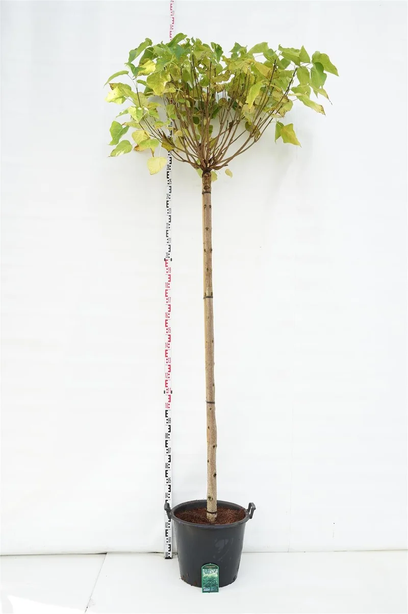 Catalpa bungei stam 225 cm, stamomfång 14-16 cm, C50 (50 liters kruka)