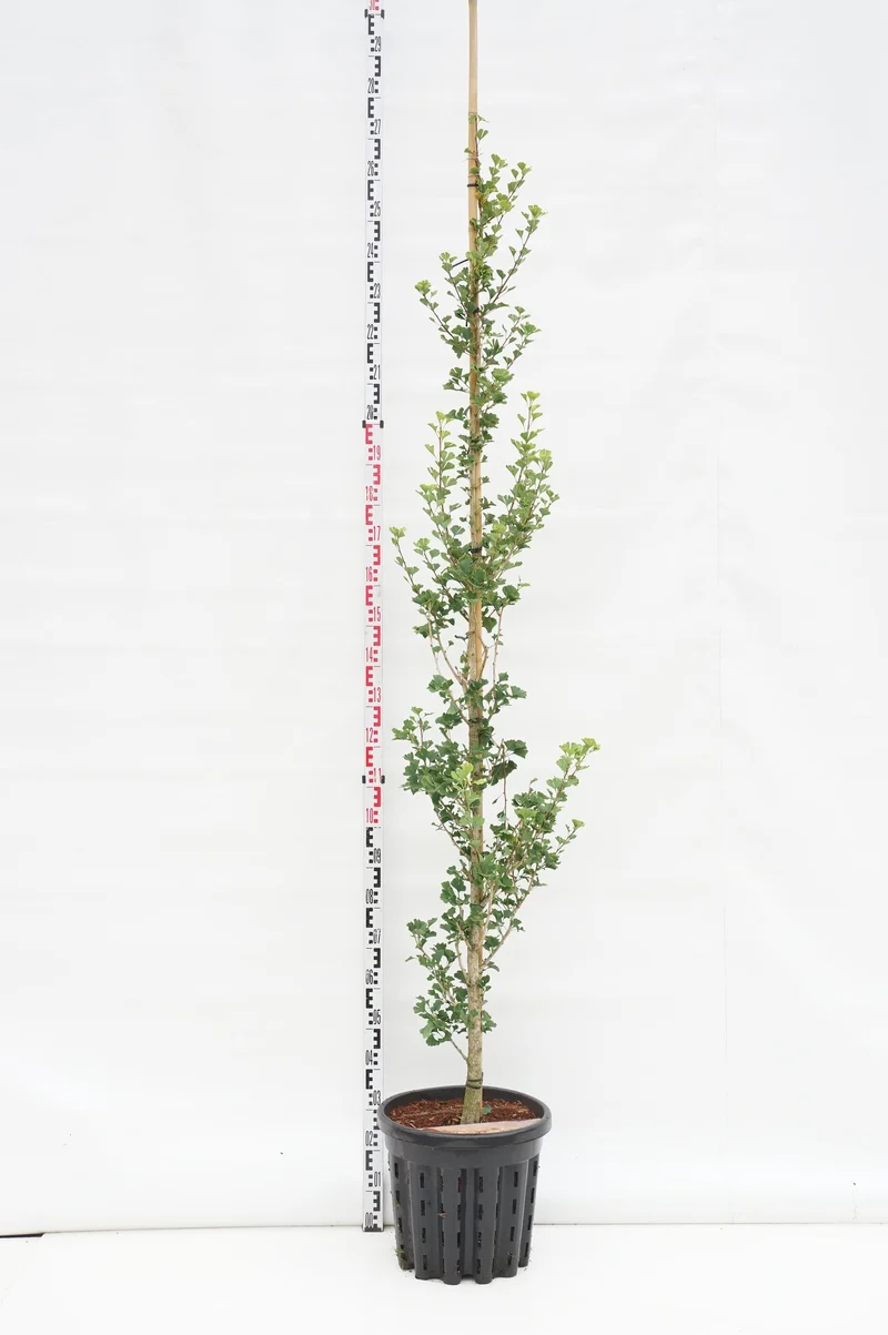 Ginkgo biloba 'Menhir' stamomfång 6-8 cm C35 (35 liters kruka) grenad stam