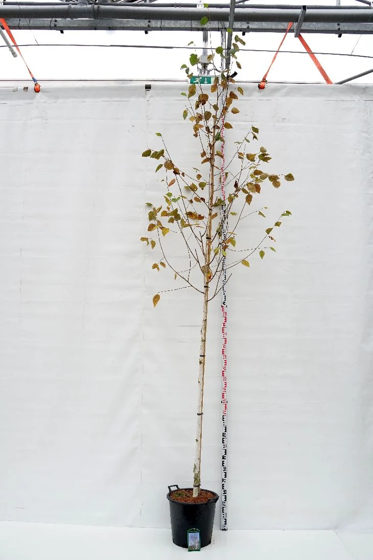Betula utilis 'Doorenbos' 10-12 cm C35 (35 liters kruka)