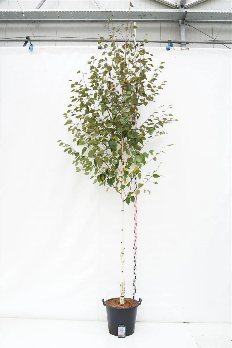 Betula ut. 'Doorenbos' 12-14 cm, C50 (50 liters kruka)