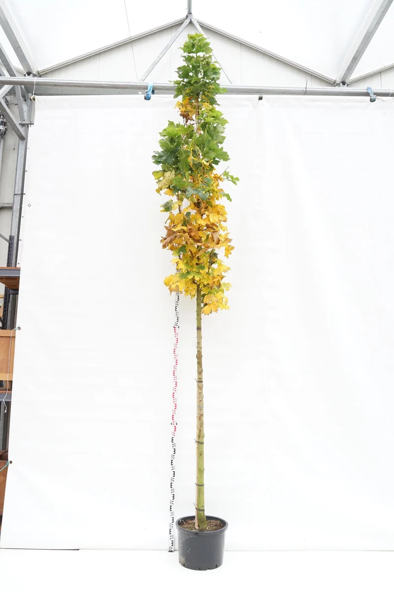 Acer platanoides 'Columnare' 14-16 cm, högstam, C50 (50 liters kruka)