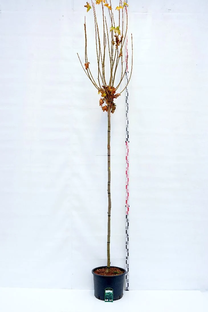 Acer platanoides 'Globosum' 225 cm stam, omkrets 14-16 cm, C70 (70 liters kruka)