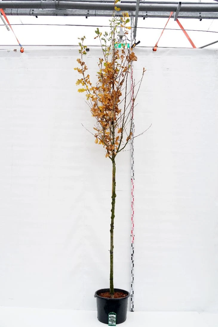 Quercus robur 12-14 cm C50 (50 liters kruka)