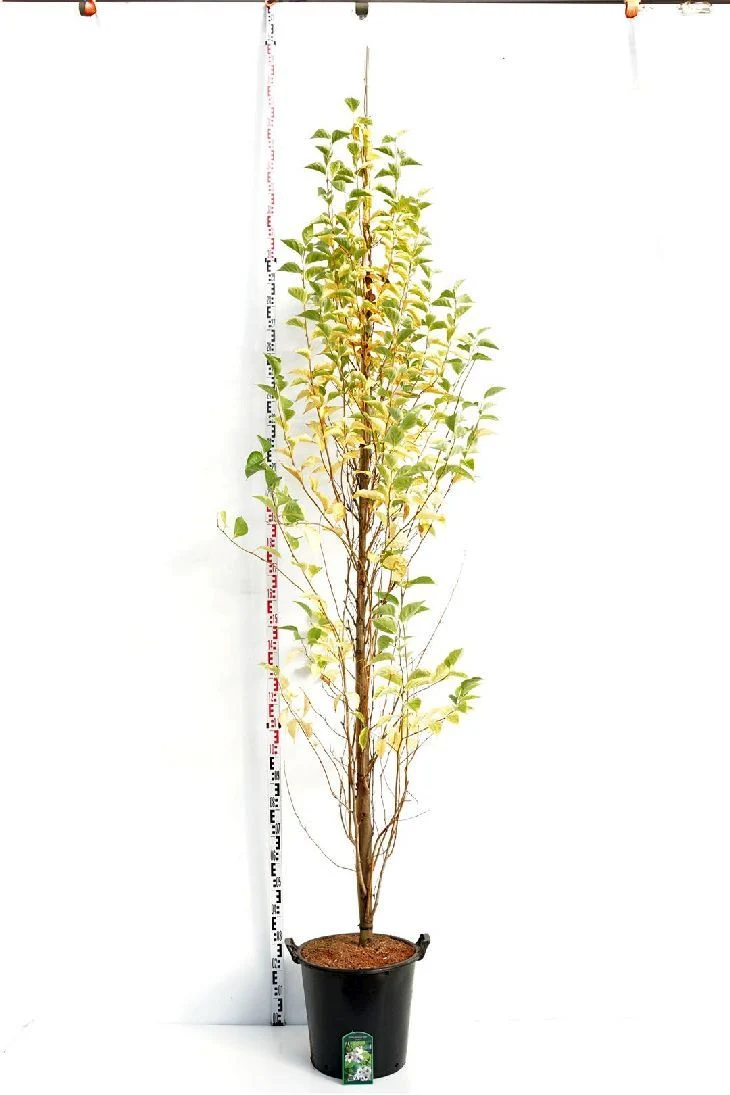 Styrax japonica 'June Snow' 8-10 cm C35 (35 liters kruka) grenad