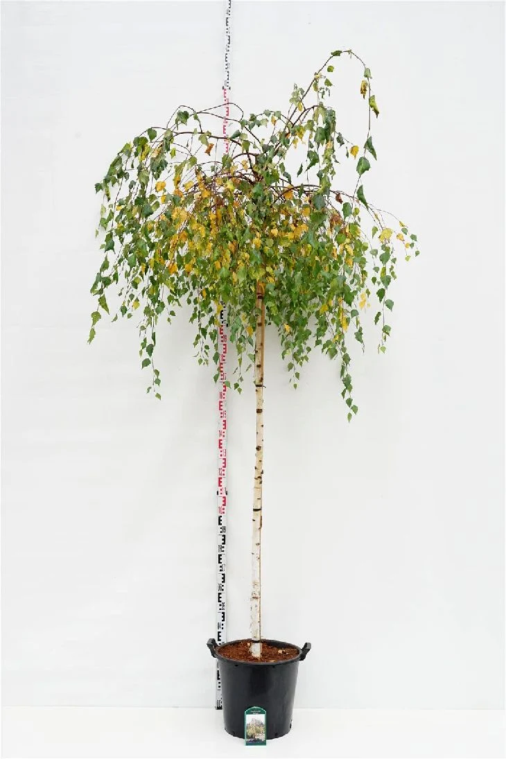 Betula p. 'Youngii' 225 cm stam, 10-12 cm, C35 (35 liters kruka)
