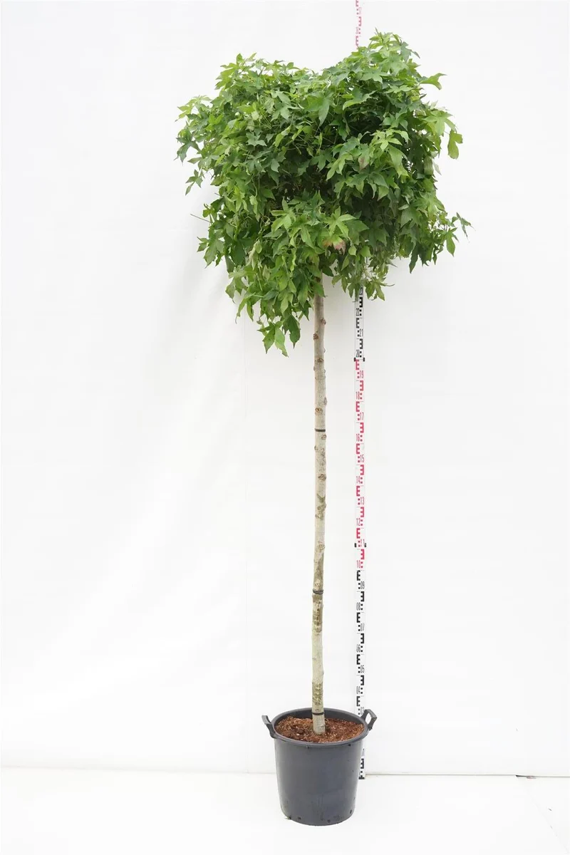 Liquidambar st. 'Gum Ball' stam 225 cm, stamomfång 12-14 cm, C35 (35 liters kruka)