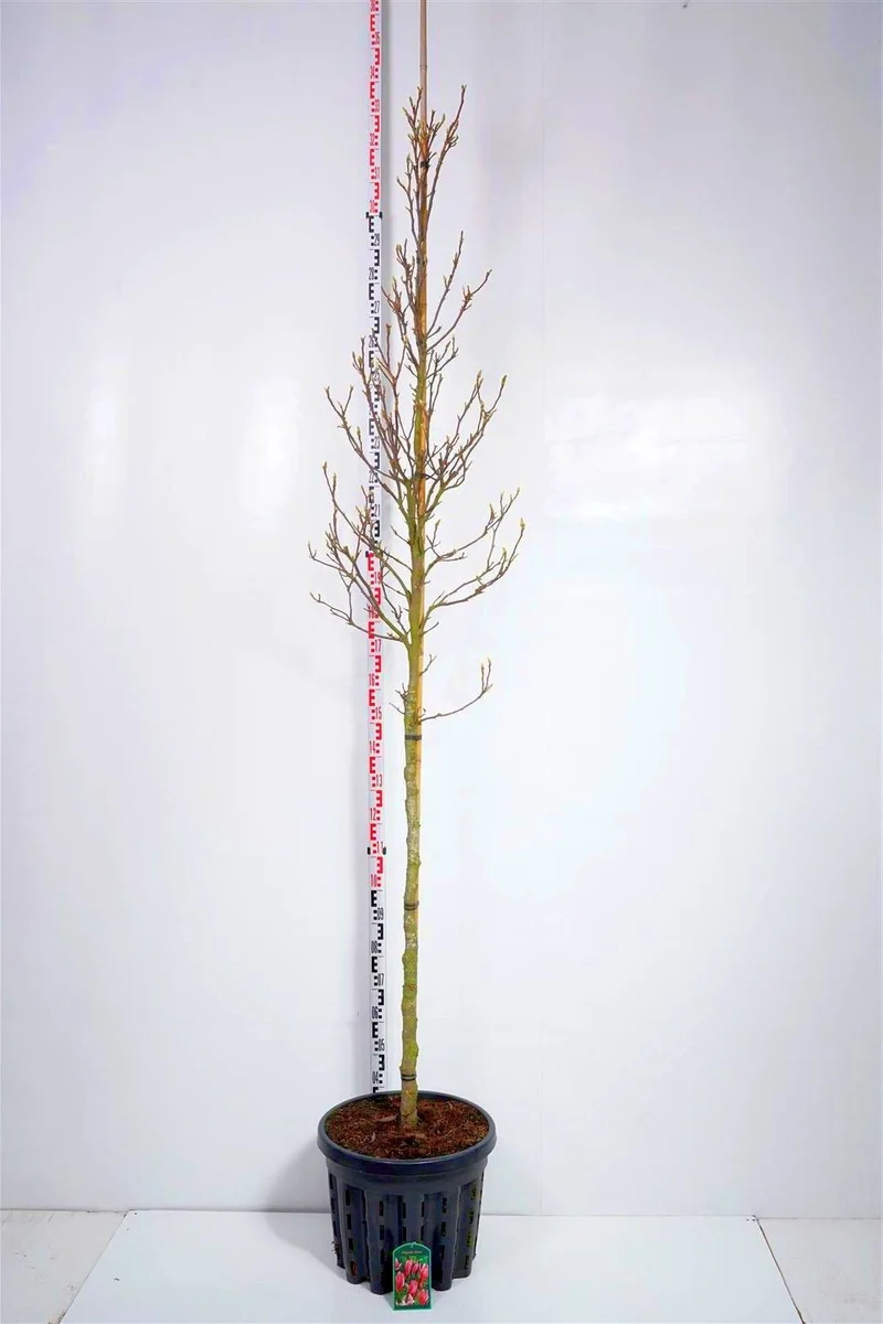 Magnolia 'Susan' Stam 8-10 cm C35 (35 liters kruka)