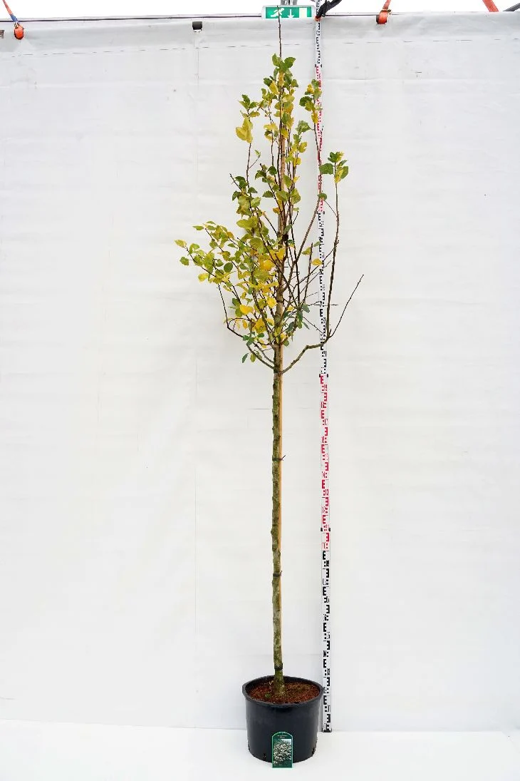 Crataegus persimilis 'Splendens' 10-12 cm stam, C35 (35 liters kruka)