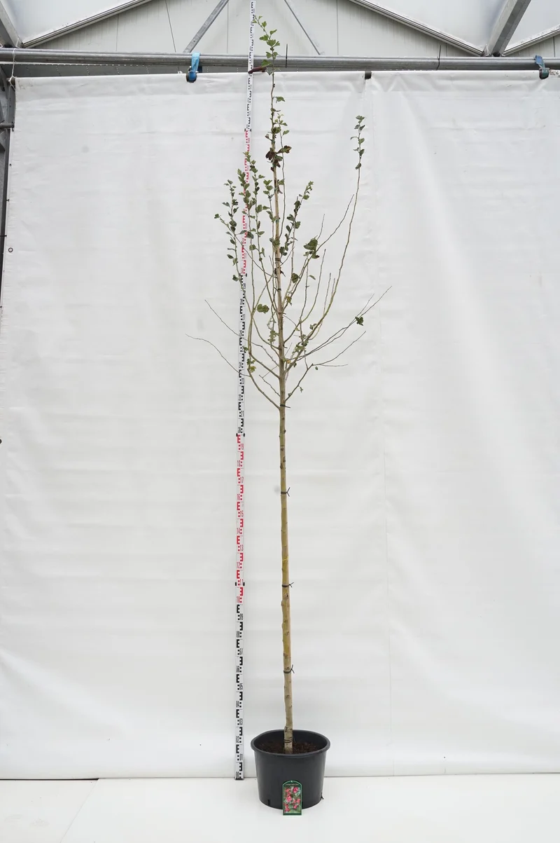 Crataegus media 'Paul's Scarlet' stamträd 8-10 cm C35 (35 liters kruka)