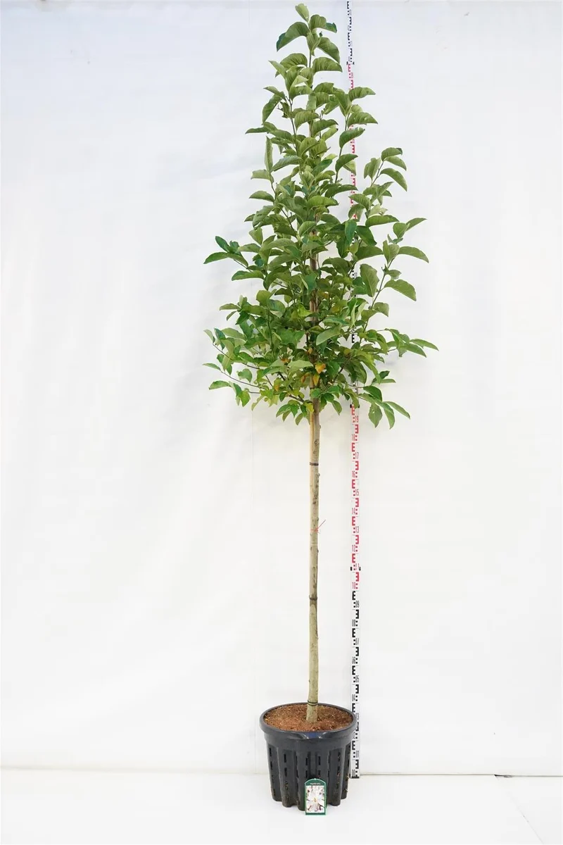 Magnolia kobus - Stamomfång 10-12 cm, C50 (50 liters kruka)