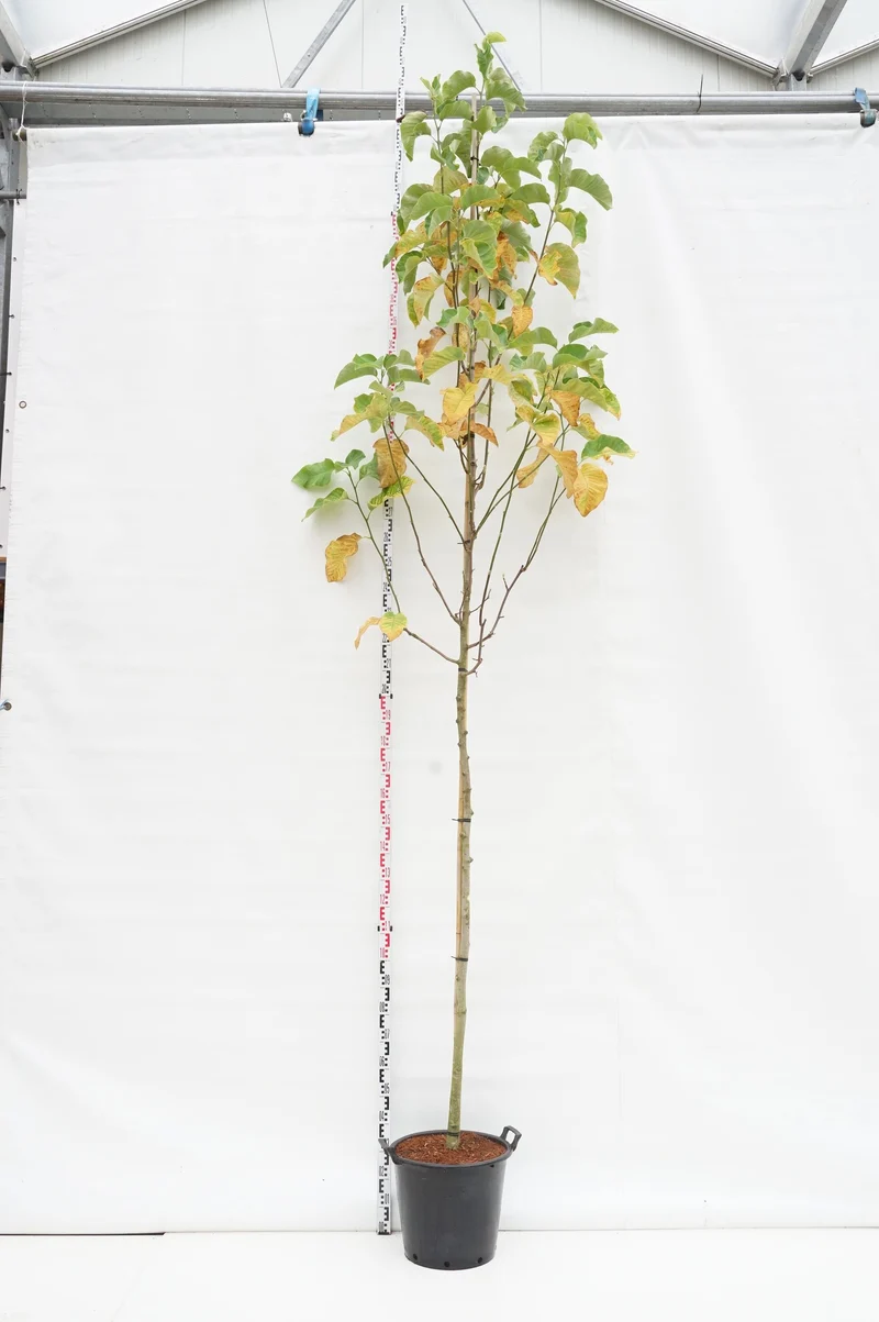 Magnolia b. 'Yellow Bird' Stamträd 8-10 cm C35 (35 liters kruka)