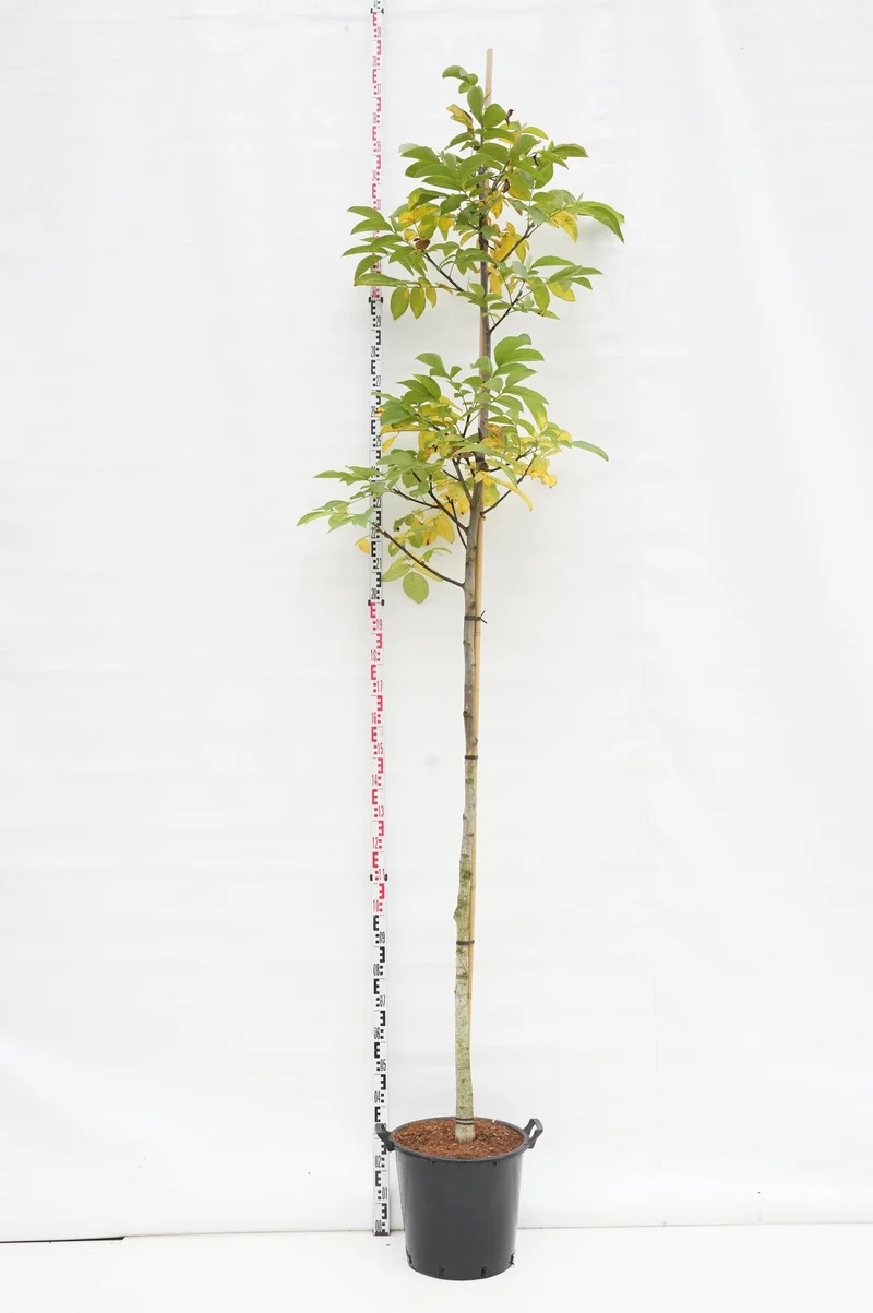 Juglans regia 10-12 cm C35 (35 liters kruka)