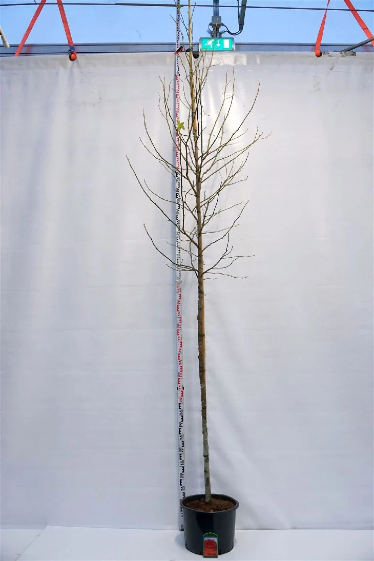 Liquidambar styraciflua 10-12 cm Stam C35 (35 liters kruka)
