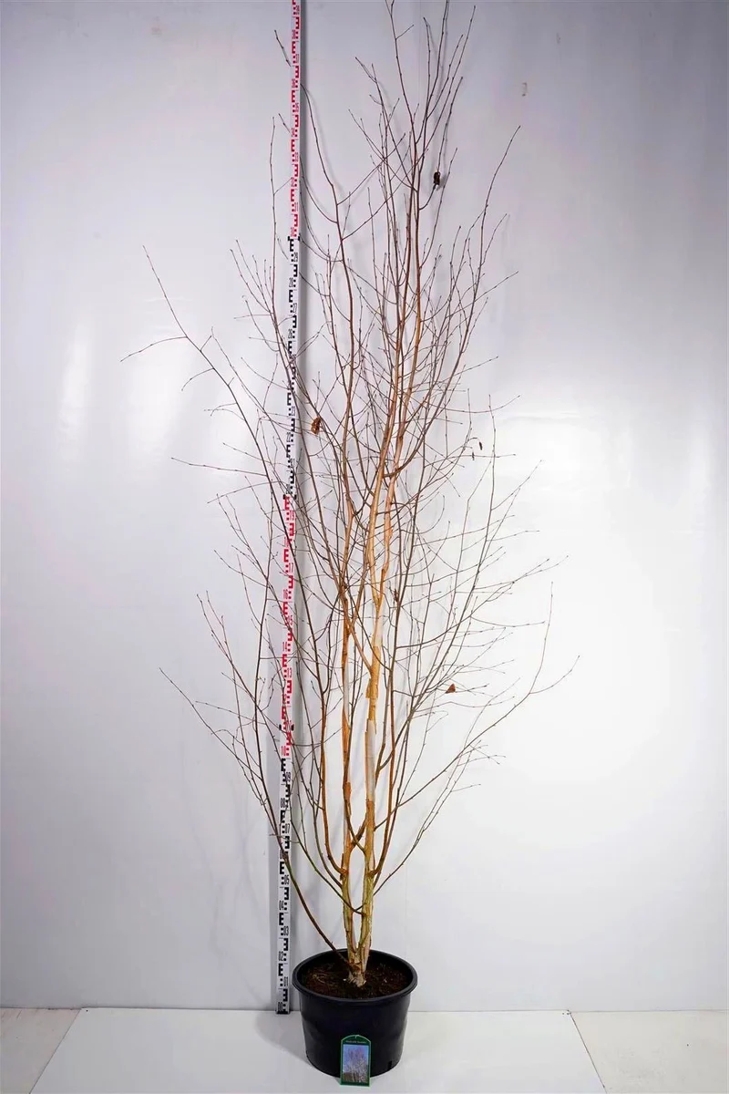 Betula utilis 'Doorenbos' flerstammig 250-300 cm C35 (35 liters kruka)