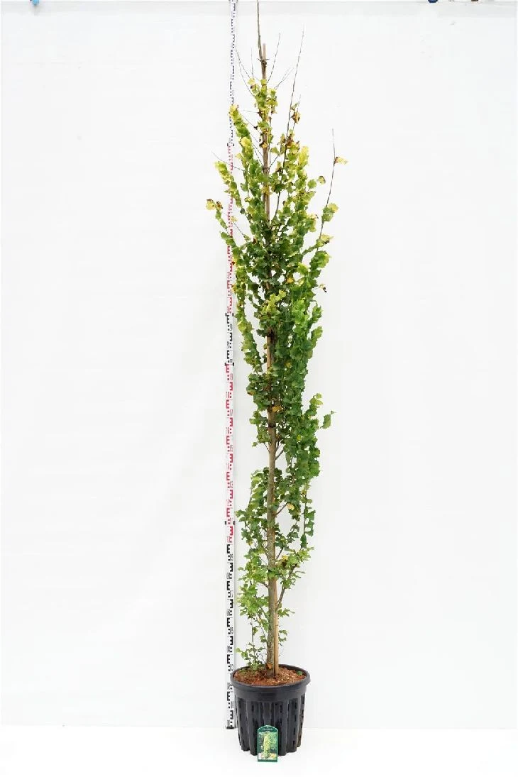 Ulmus holl. 'Wredei' 8-10 cm C35 (35 liters kruka)
