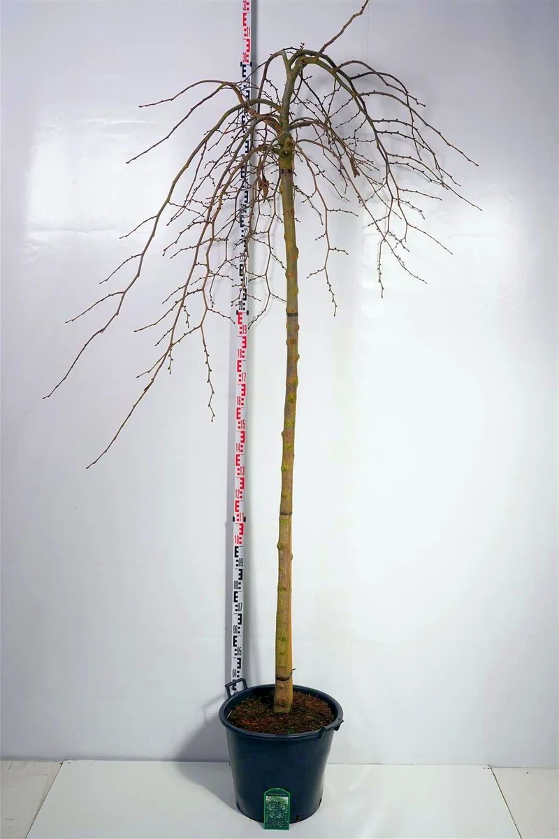 Ulmus 'Camperdownii' Stam 225 cm 12-14 cm C35 (35 liters kruka)
