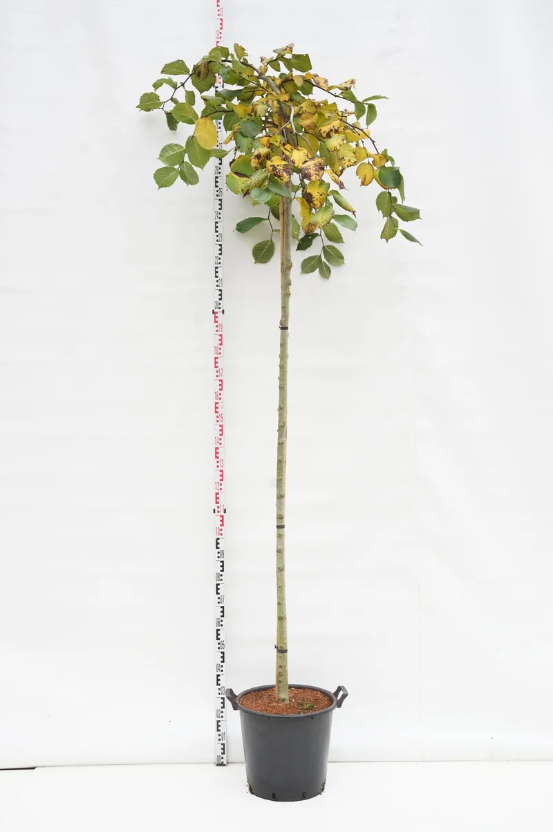 Ulmus 'Camperdownii' Stam 225 cm omfång 10-12 cm C35 (35 liters kruka)