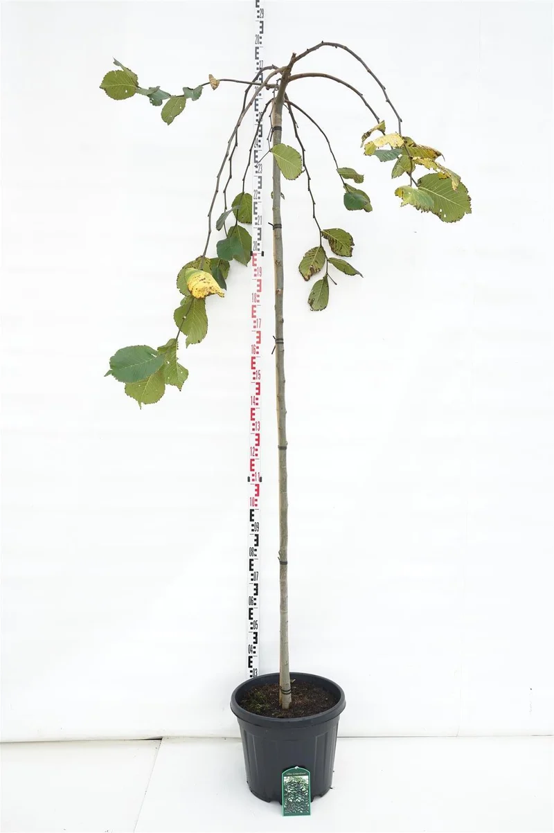 Ulmus 'Camperdownii' Stamträd 225 cm omfång 8-10 cm C35 (35 liters kruka)