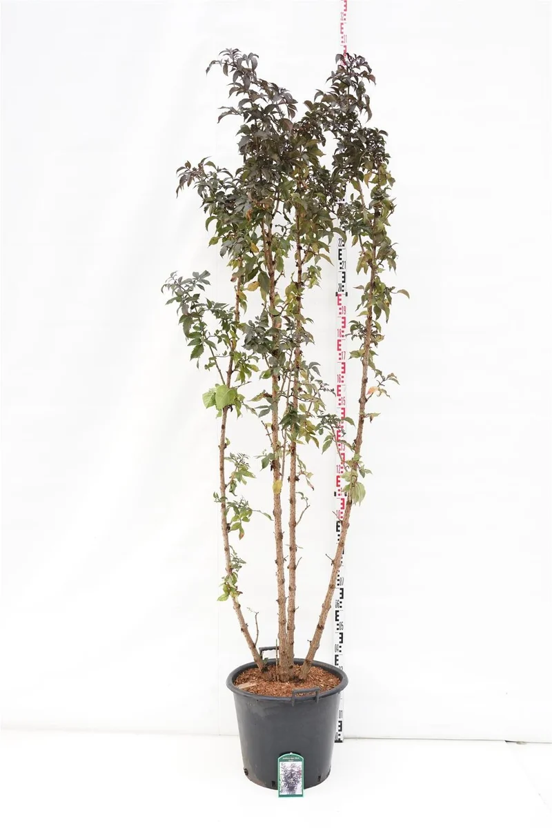 Sambucus nigra 'Black Tower' C50 (50 liters kruka) 200-250 cm