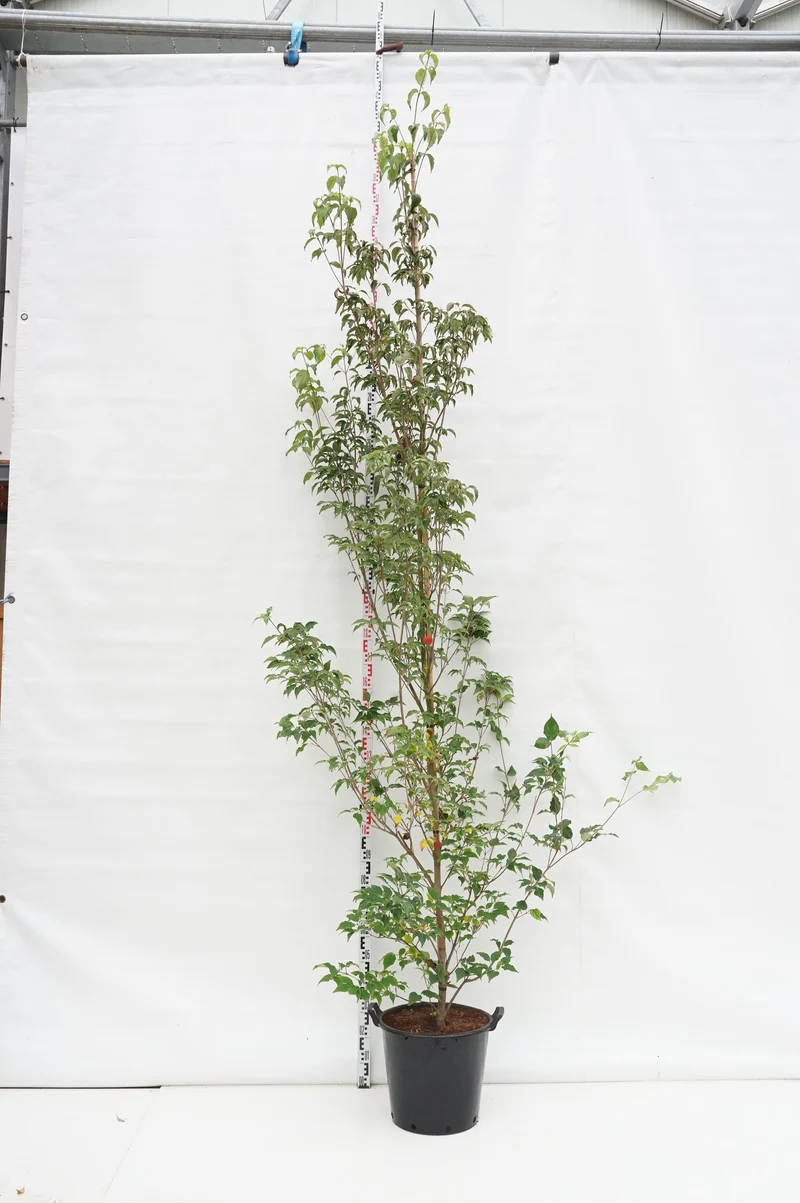Cornus kousa 'Milky Way' 5-6 cm C35 (35 liters kruka) grenad