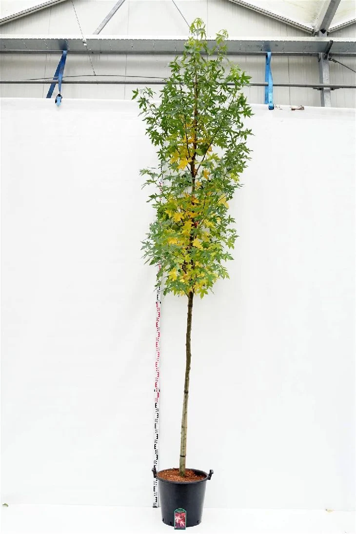 Liquidambar st. 'Worplesdon' 12-14 cm stam, C50 (50 liters kruka)