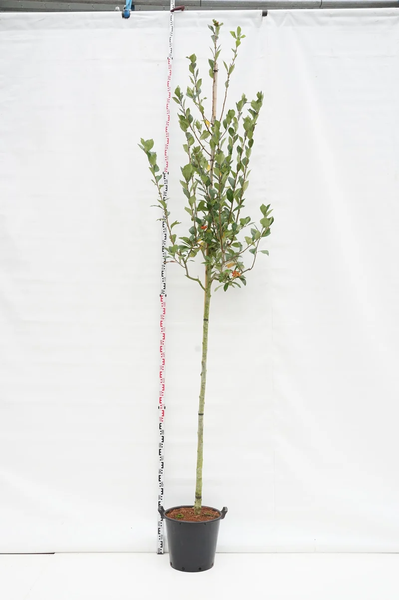 Crataegus lav. 'Carrierei' 10-12 cm stam, C35 (35 liters kruka)