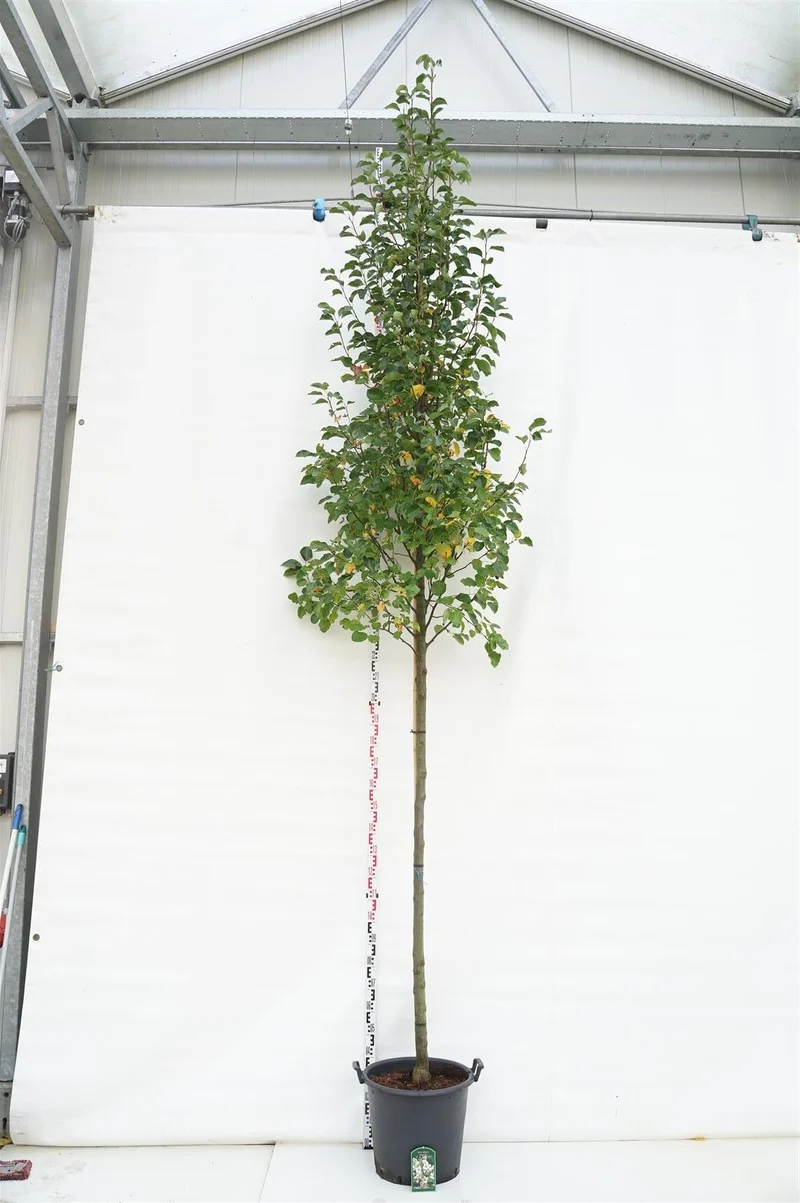 Pyrus calleryana 'Chanticleer' högstam 14-16 cm C50 (50 liters kruka)