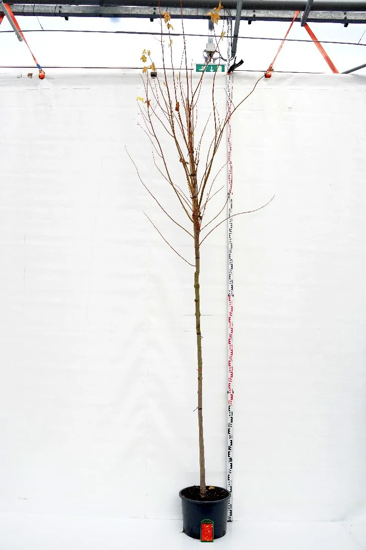 Acer rubrum 'Scanlon' stamomfång 10-12 cm, C35 (35 liters kruka)