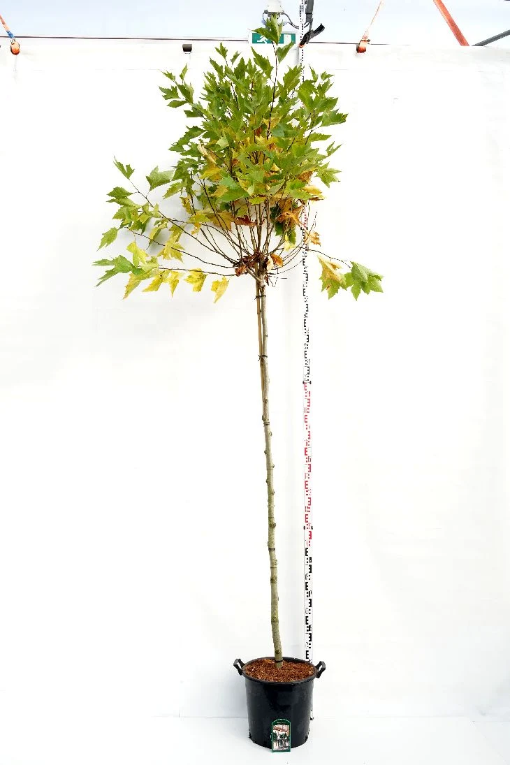 Platanus hisp. 'Alphens Globe' Stam 225 cm, omfång 10-12 cm, C35 (35 liters kruka)