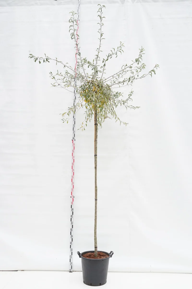 Pyrus salicifolia 'Pendula' 225 cm stam, stamomfång 8-10 cm, C35 (35 liters kruka)