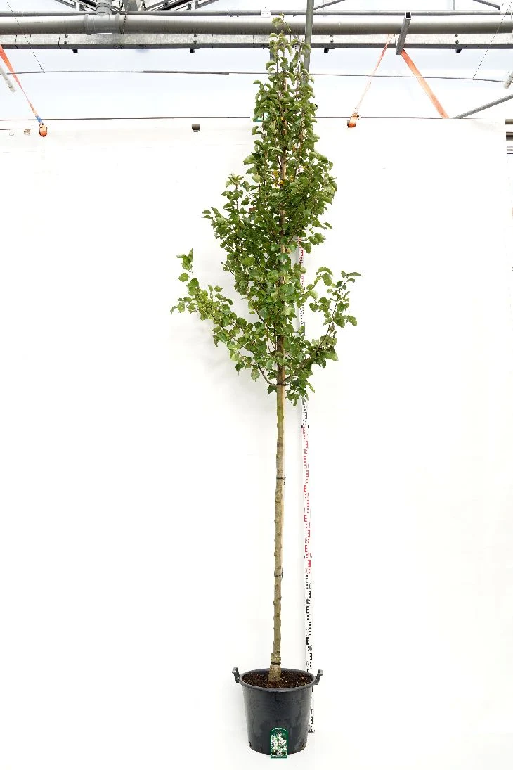 Pyrus calleryana 'Chanticleer' 12-14 cm stam, C50 (50 liters kruka)