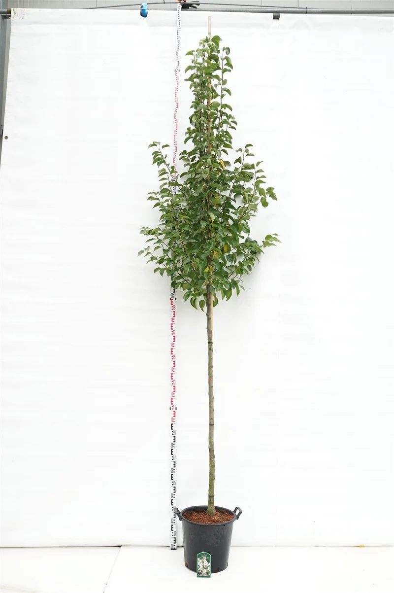 Pyrus calleryana 'Chanticleer' stam 10-12 cm, C35 (35 liters kruka)