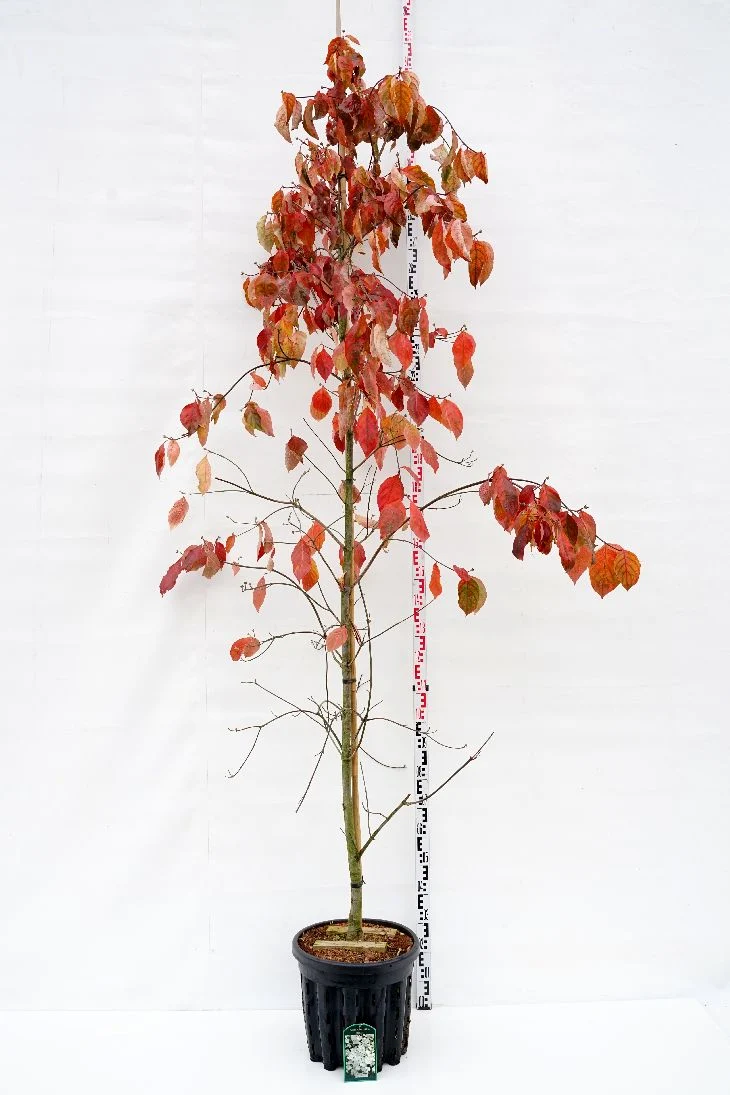 Cornus 'Eddie's White Wonder' 8-10 cm C35 (35 liters kruka)