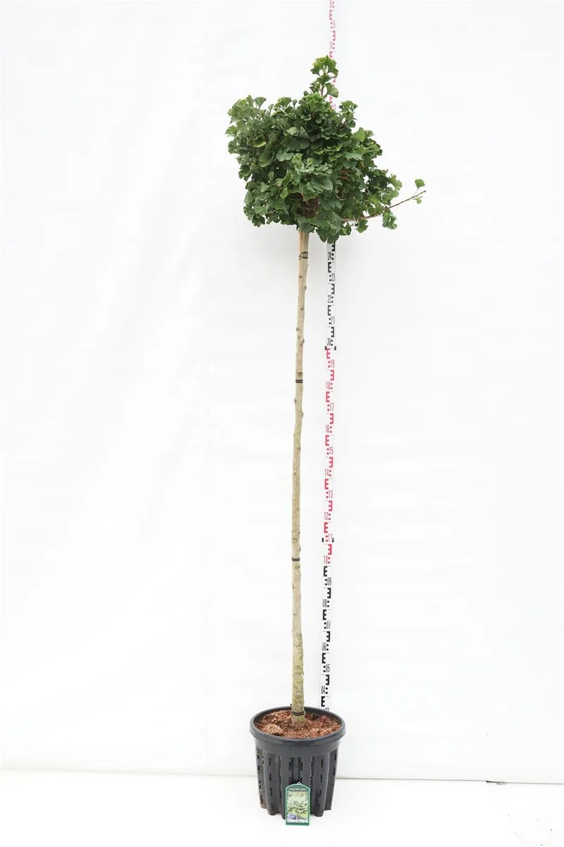 Ginkgo biloba 'Globus' Stam 225 cm, 10-12 cm, C35 (35 liters kruka)