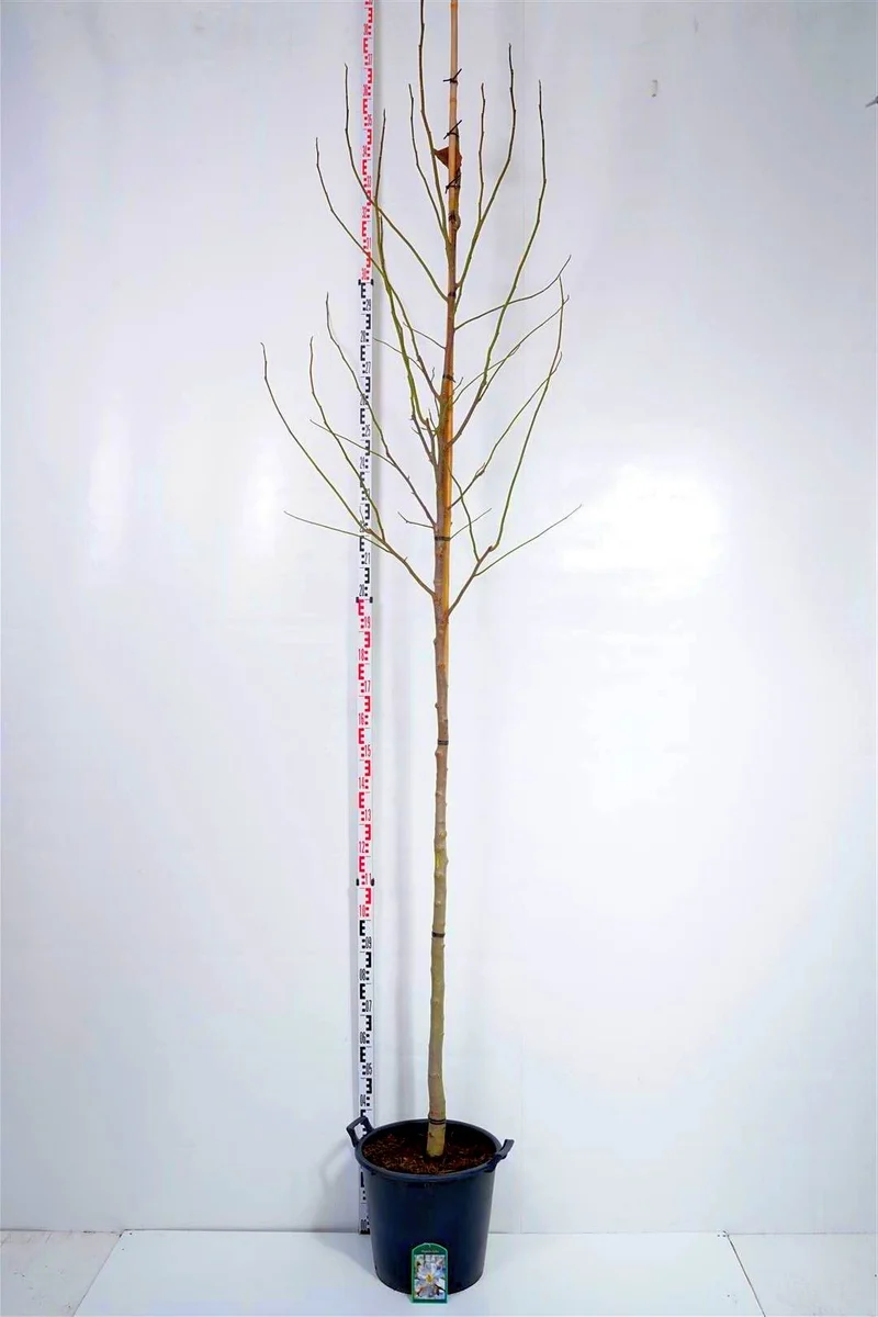 Magnolia kobus stamomkrets 10-12 cm C35 (35 liters kruka)