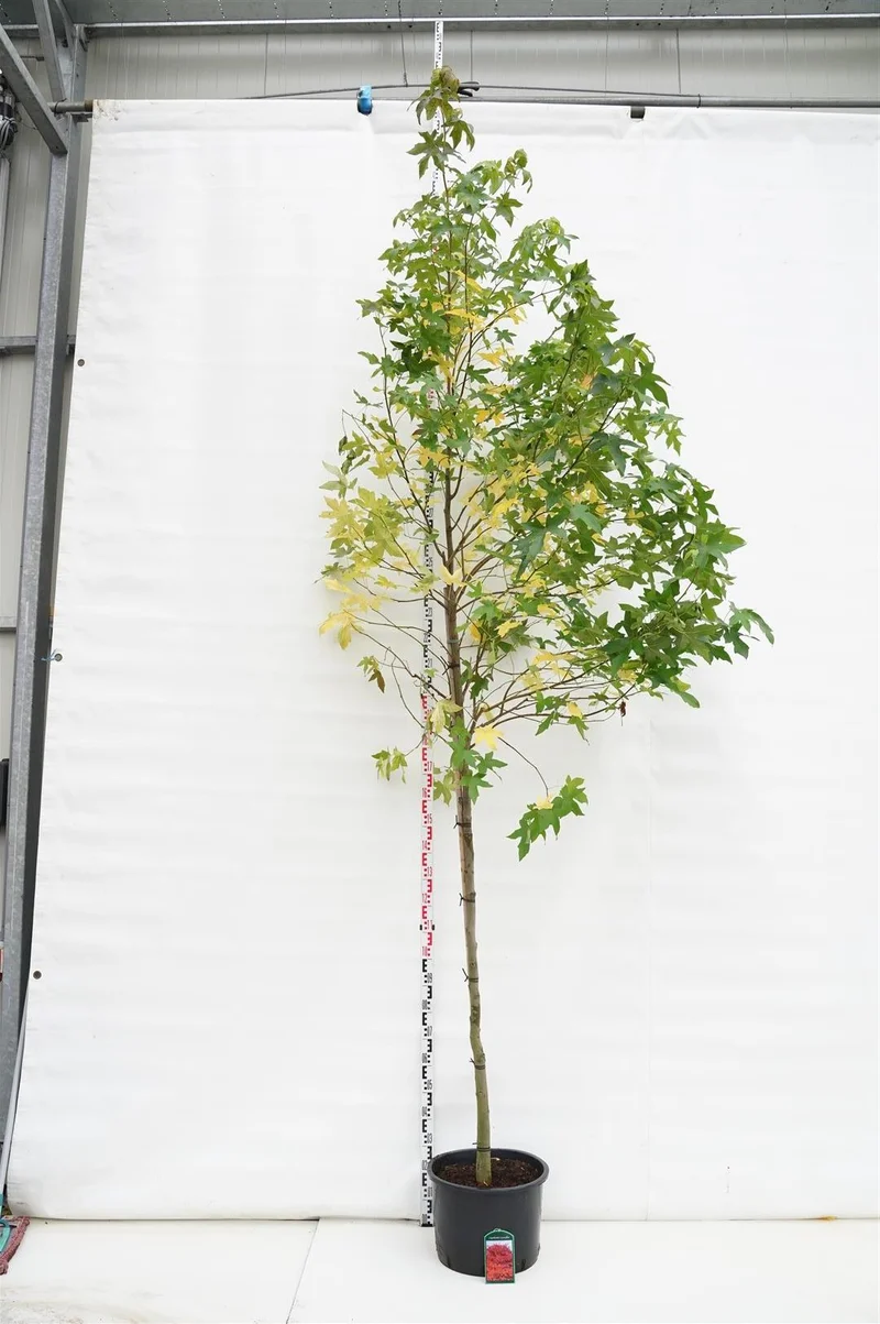 Liquidambar styraciflua - Högstam 8-10 cm, C35 (35 liters kruka)
