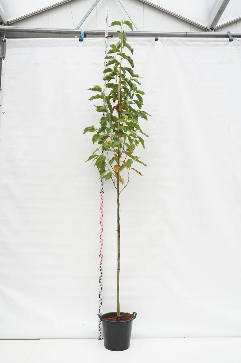 Magnolia 'Heaven Scent' uppstammad 8-10 cm C35 (35 liters kruka)