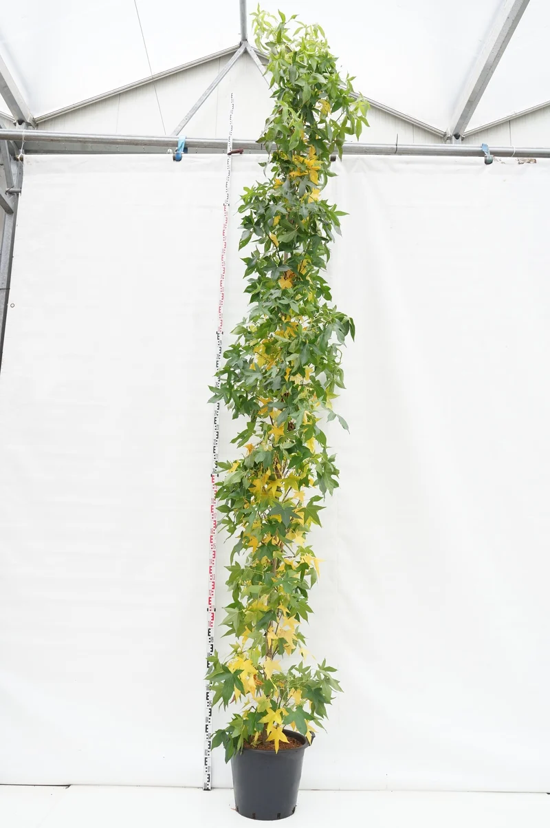 Liquidambar st. 'Slender Silh.' 10-12 C50 (50 liters kruka) grenad nedifrån