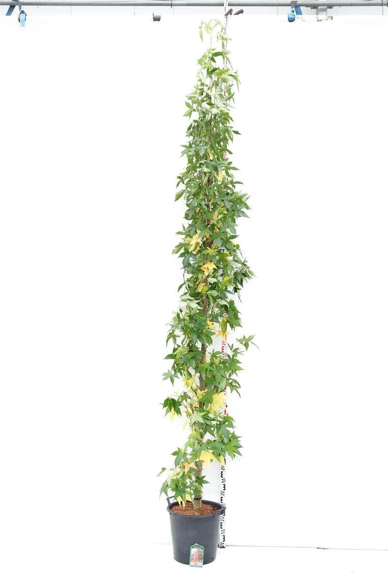 Liquidambar st. 'Slender Silhouette' 10-12 C35 (35 liters kruka)