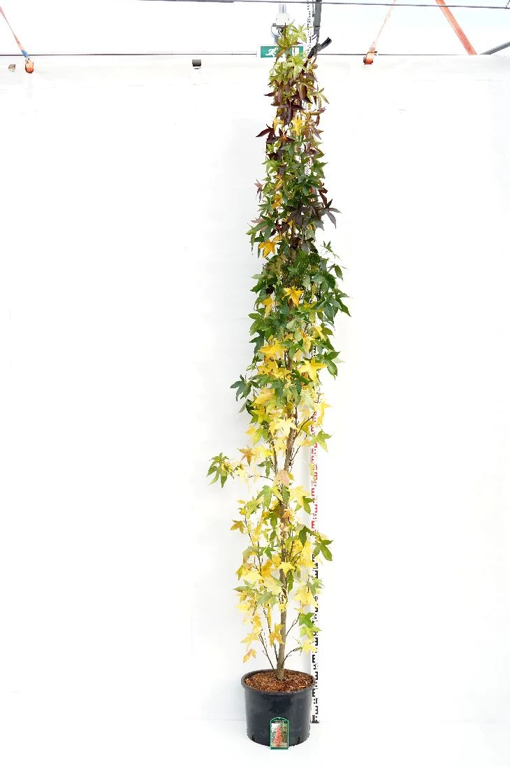 Liquidambar styraciflua 'Slender Silhouette' 8-10 cm C35 (35 liters kruka) Grenad
