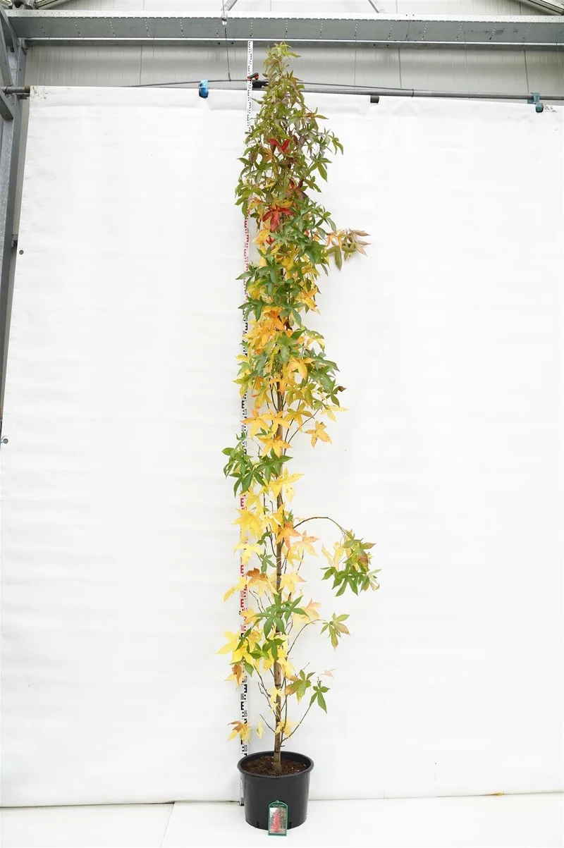 Liquidambar styraciflua 'Slender Silhouette' 6-8 cm C35 (35 liters kruka)