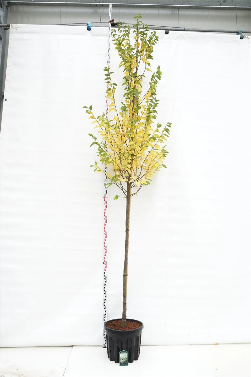 Ostrya carpinifolia stamomfång 10-12 cm, C50 (50 liters kruka)