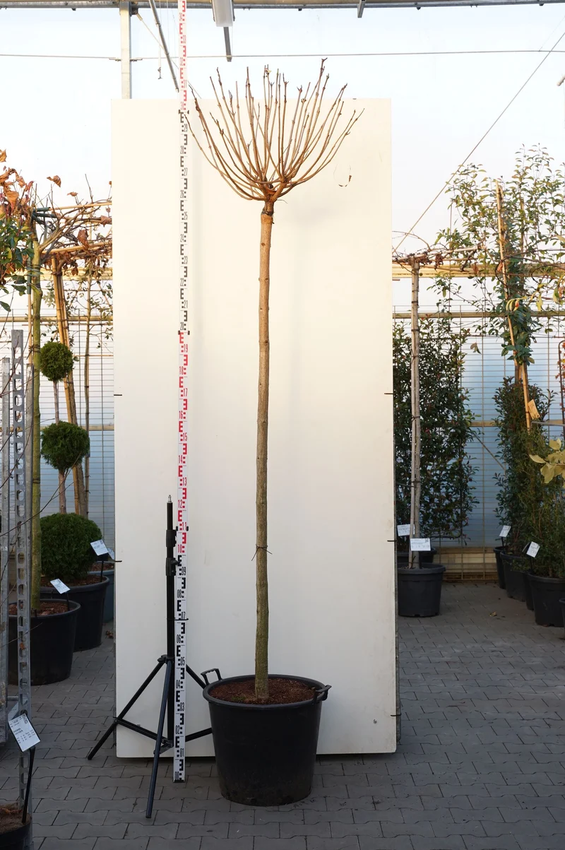 Catalpa bungei Stam 225 cm stamomfång 14-16 cm C70 (70 liters kruka)