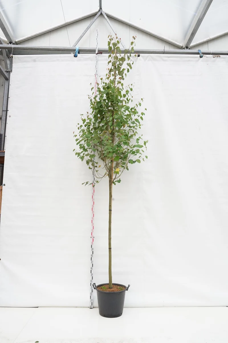 Cercidiphyllum japonicum 12-14 cm stam C50 (50 liters kruka)