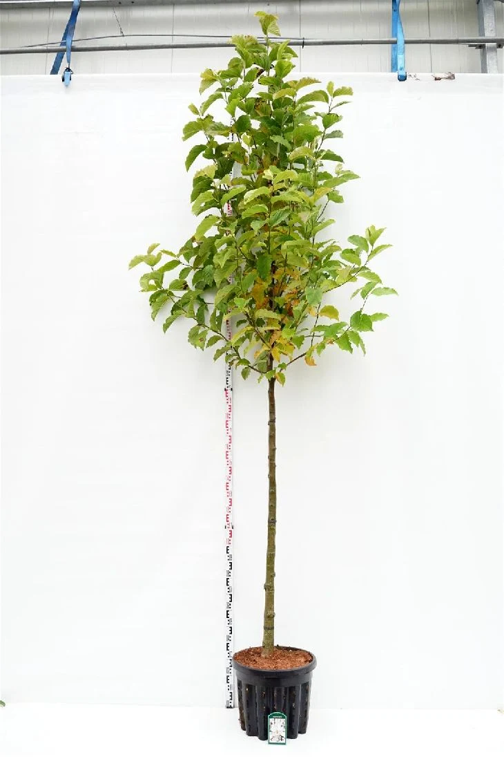 Magnolia kobus 12-14 cm stam, C50 (50 liters kruka)