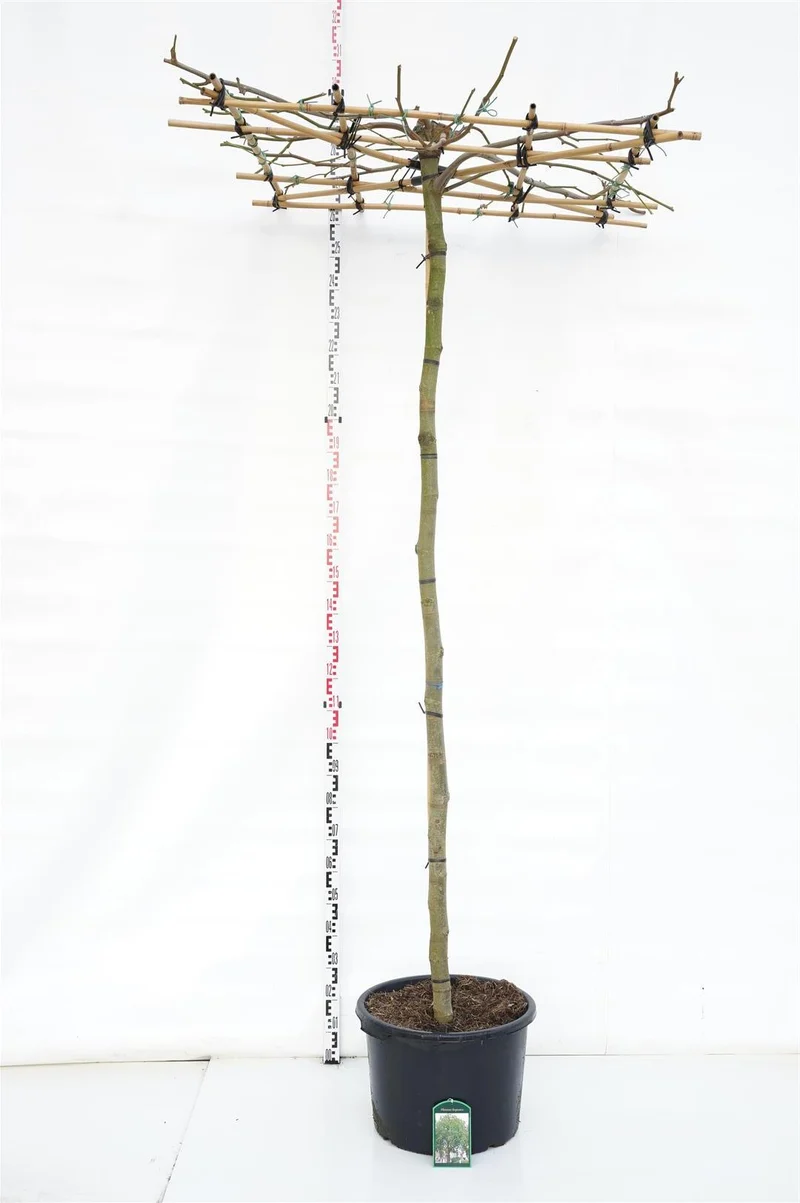 Platanus hispanica takformad, stam 225 cm, stamomfång 14-16 cm, C50 (50 liters kruka)