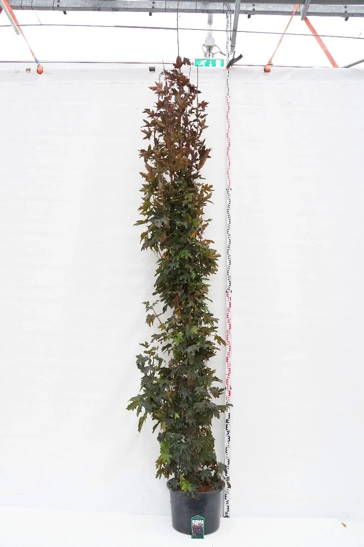 Acer platanoides 'Crimson Sentry' Stammomfång 12-14 cm, C50 (50 liters kruka)