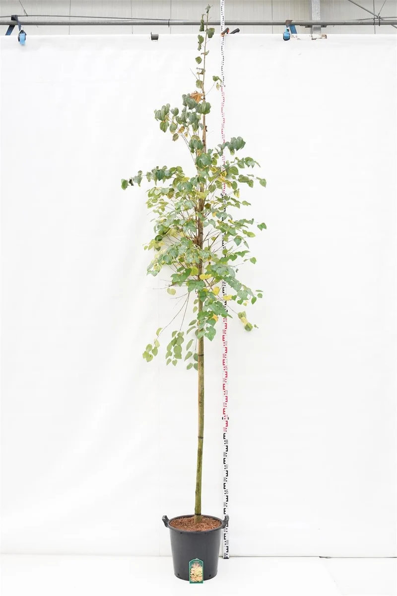 Cercidiphyllum japonicum Stam 10-12 cm C35 (35 liters kruka)