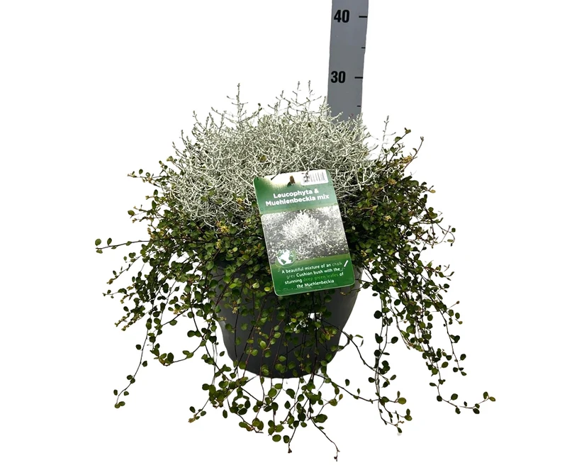 Calocephalus / Muehlenbeckia C5 (5 liters kruka) / 23 cm kruka